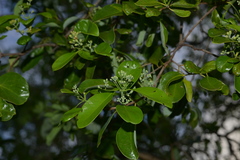 Santalum austrocaledonicum