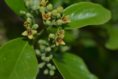 Santalum austrocaledonicum