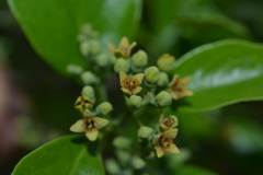 Santalum austrocaledonicum