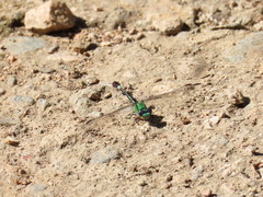 Erpetogomphus