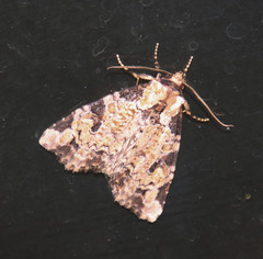 Stibaera thyatiroides
