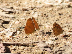 Tegosa anieta