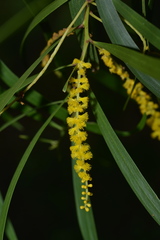 Acacia spirorbis