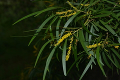 Acacia spirorbis