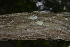 Acacia spirorbis