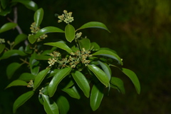 Santalum austrocaledonicum