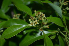 Santalum austrocaledonicum
