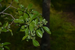 Santalum austrocaledonicum