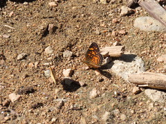 Phyciodes graphica graphica