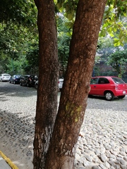 Terminalia kaernbachii