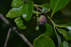Santalum austrocaledonicum