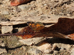 Phyciodes graphica graphica