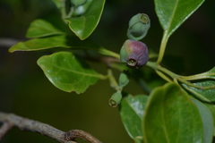 Santalum austrocaledonicum