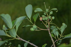 Santalum austrocaledonicum