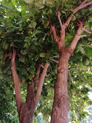 Terminalia kaernbachii