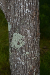 Santalum austrocaledonicum