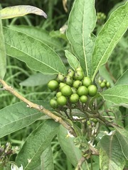 Solanum aligerum