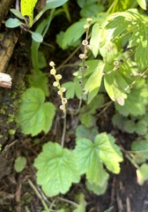 Pectiantia pentandra