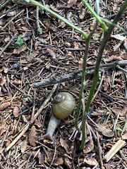 Karaftohelix gainesi