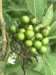 Solanum aligerum