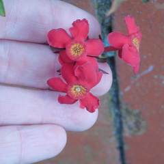 Rovaeanthus strigosus