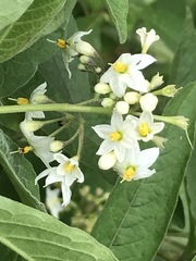 Solanum aligerum