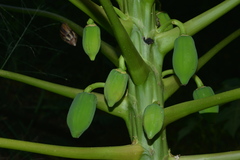 Carica papaya