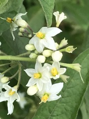 Solanum aligerum