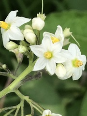 Solanum aligerum