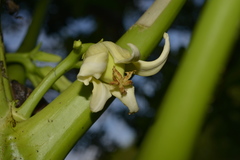Carica papaya