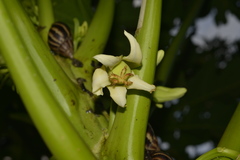 Carica papaya
