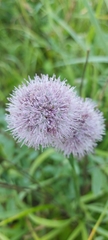 Allium splendens