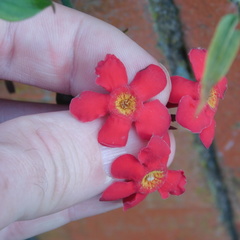Rovaeanthus strigosus