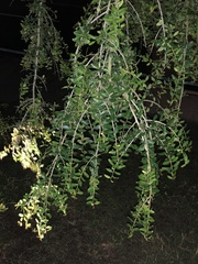 Ilex vomitoria image