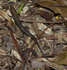 Caledoniscincus austrocaledonicus