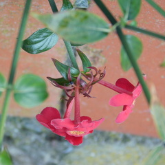 Rovaeanthus strigosus