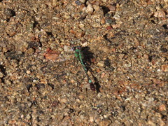 Erpetogomphus