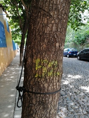 Terminalia kaernbachii