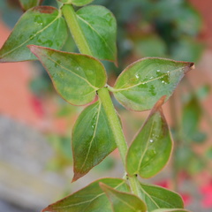 Rovaeanthus strigosus