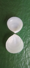 Microstagon adamsi