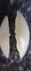 Microstagon adamsi