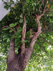 Terminalia kaernbachii