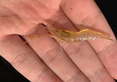 Macrobrachium nipponense