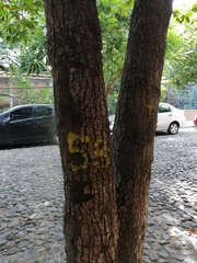 Terminalia kaernbachii