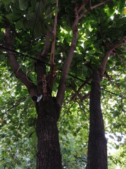 Terminalia kaernbachii