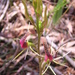 Small Tongue-Orchid - Photo (c) Emma Clifton, some rights reserved (CC BY-NC-SA)