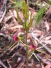Small Tongue-Orchid - Photo (c) Emma Clifton, some rights reserved (CC BY-NC-SA)