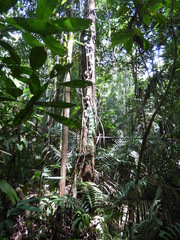 Minquartia guianensis