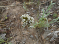 Antennaria lanata