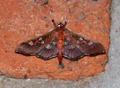 Phostria